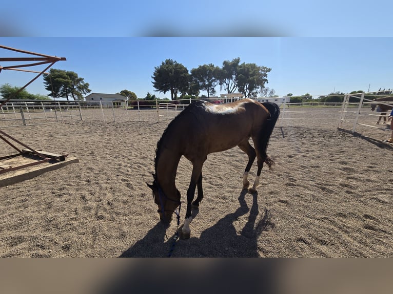 Purosangue arabo Castrone 16 Anni Baio ciliegia in Mesa