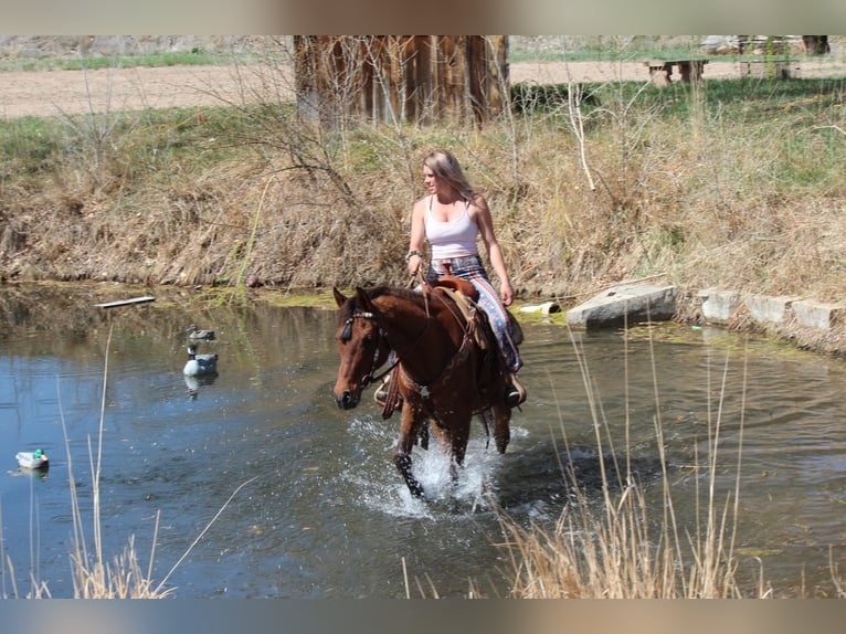 Purosangue arabo Castrone 17 Anni 152 cm Baio ciliegia in Fort Collins, CO