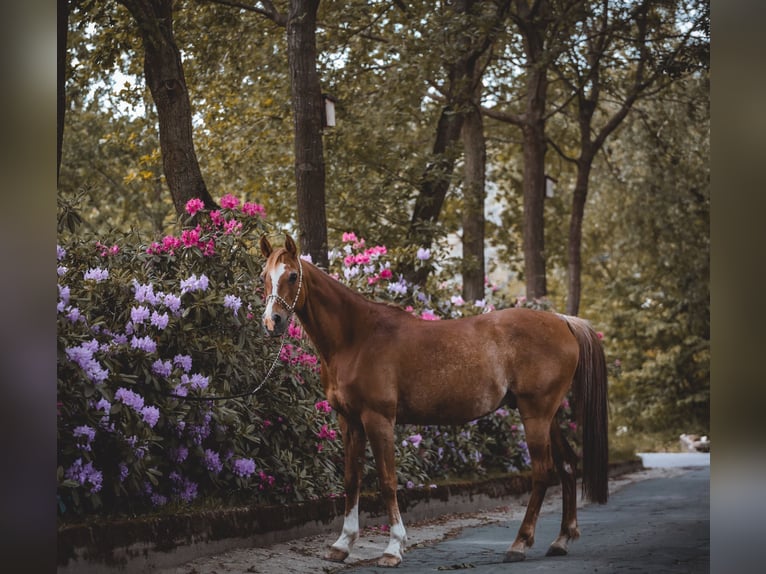 Purosangue arabo Castrone 17 Anni 152 cm Rabicano in Nordholz