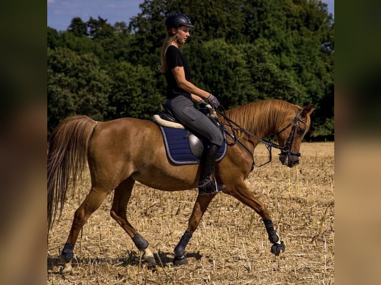 Purosangue arabo Castrone 17 Anni 152 cm Rabicano in Nordholz