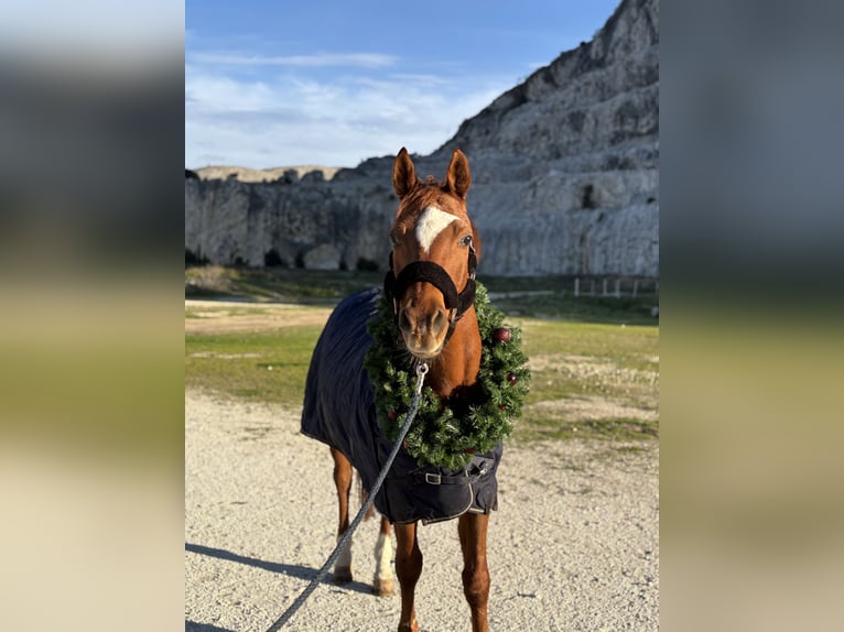 Purosangue arabo Castrone 18 Anni 155 cm Sauro scuro in Podstrana, Split