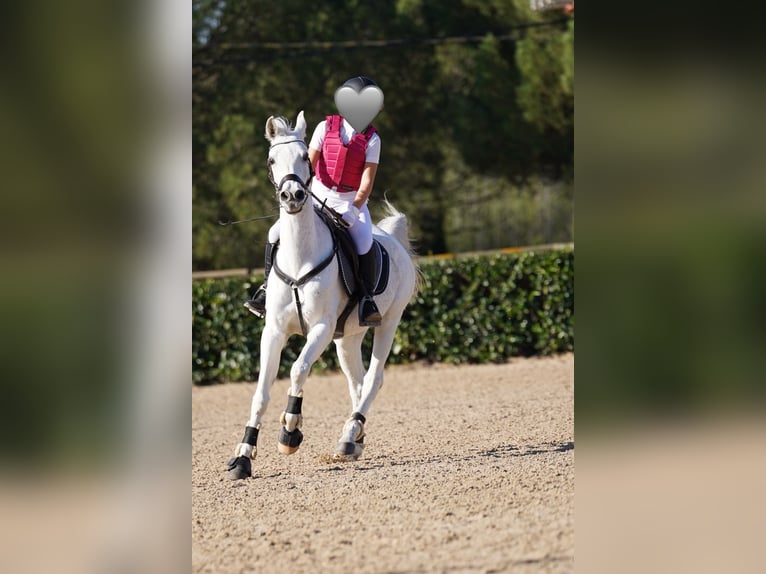 Purosangue arabo Castrone 19 Anni 150 cm Grigio in Santa Susanna