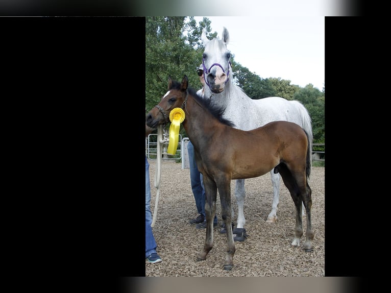 Purosangue arabo Castrone 1 Anno 154 cm Grigio in AmmerbuchAmmerbuch