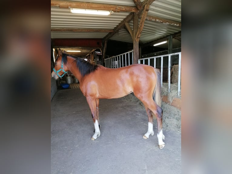 Purosangue arabo Castrone 1 Anno 160 cm Baio in Loxstedt