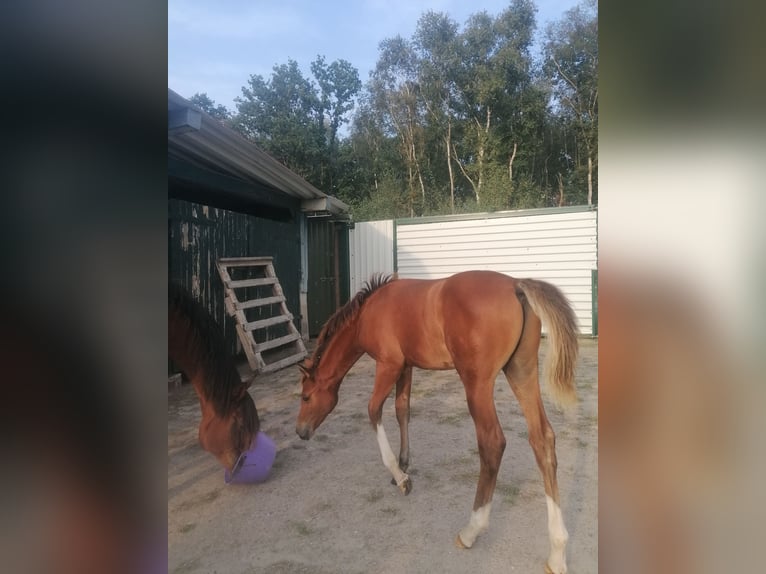 Purosangue arabo Castrone 1 Anno 160 cm Baio in Loxstedt