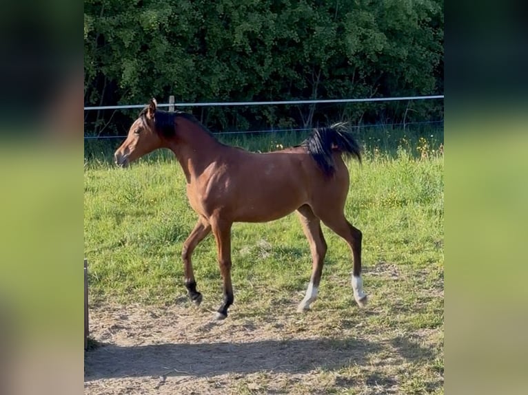 Purosangue arabo Castrone 1 Anno Baio in Le Mans