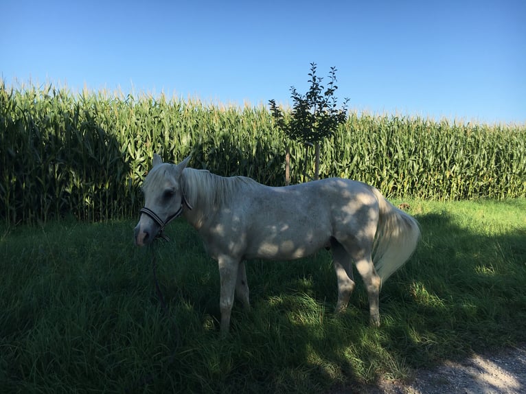 Purosangue arabo Mix Castrone 21 Anni 145 cm Grigio in Pfaffenhofen an der Roth