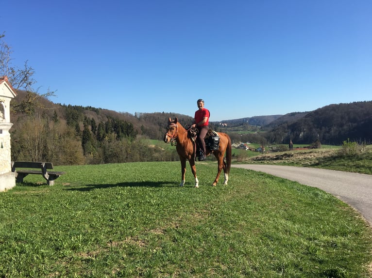 Purosangue arabo Castrone 21 Anni 152 cm Sauro in Altheim