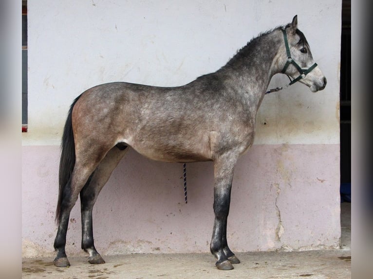 Purosangue arabo Castrone 2 Anni 152 cm Grigio pezzato in Kehl