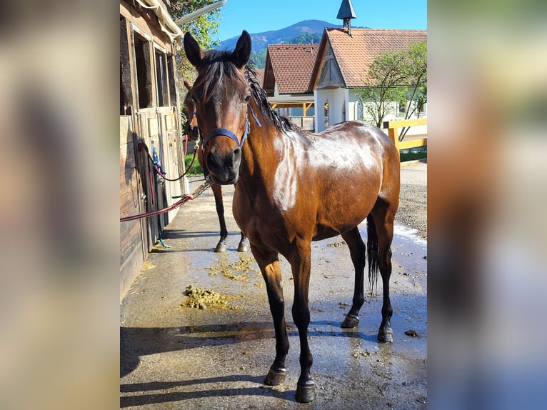 Purosangue arabo Castrone 2 Anni 153 cm Baio in Pogusch