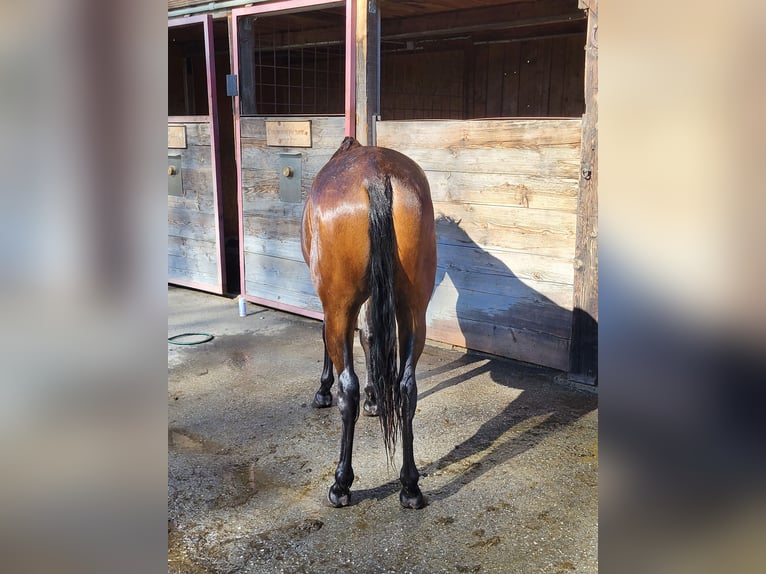 Purosangue arabo Castrone 2 Anni 153 cm Baio in Pogusch