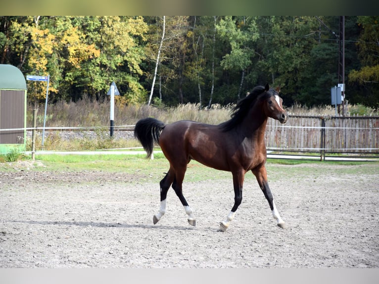 Purosangue arabo Castrone 2 Anni 153 cm Baio scuro in Tuczępy