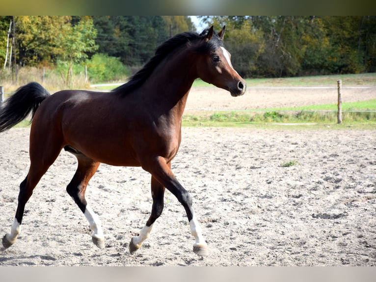 Purosangue arabo Castrone 2 Anni 153 cm Baio scuro in Tuczępy