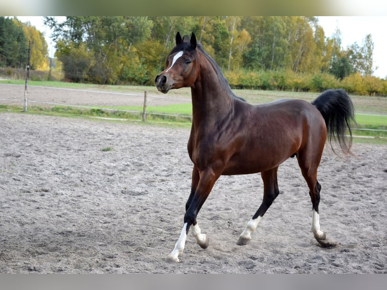 Purosangue arabo Castrone 2 Anni 153 cm Baio scuro in Tuczępy