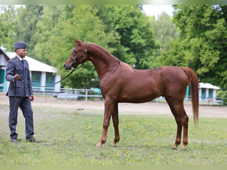 Purosangue arabo Castrone 2 Anni 153 cm Sauro scuro in Janow Podlaski