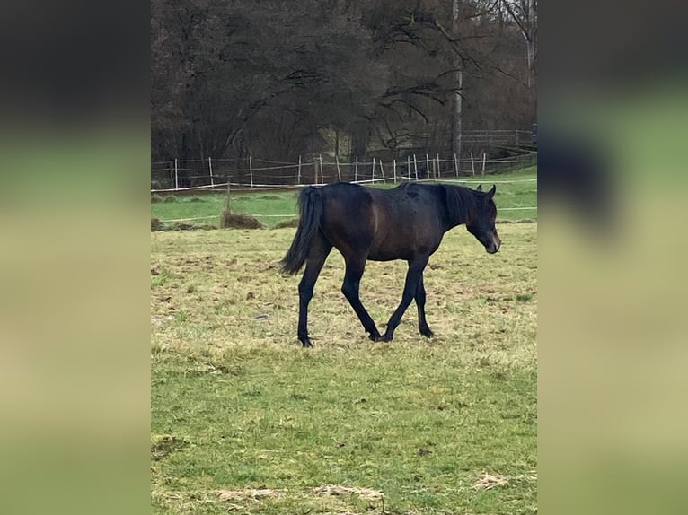 Purosangue arabo Castrone 2 Anni 154 cm Grigio in Ammerbuch