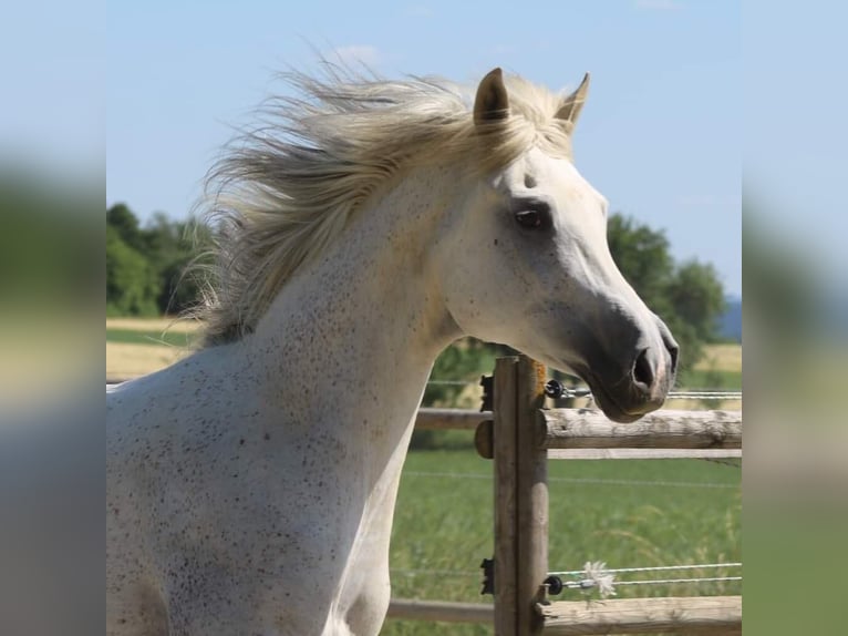 Purosangue arabo Castrone 2 Anni 154 cm Grigio in Dunningen