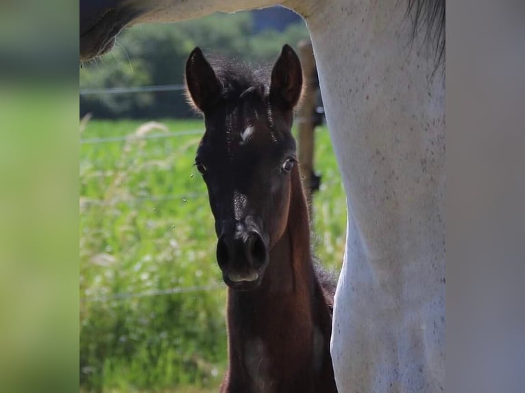 Purosangue arabo Castrone 2 Anni 154 cm Grigio in Dunningen