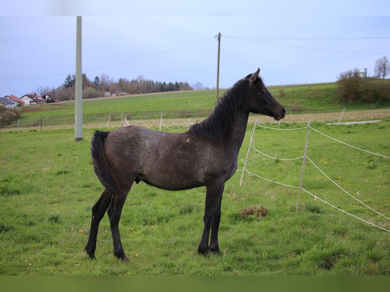 Purosangue arabo Castrone 2 Anni 154 cm Grigio in Dunningen