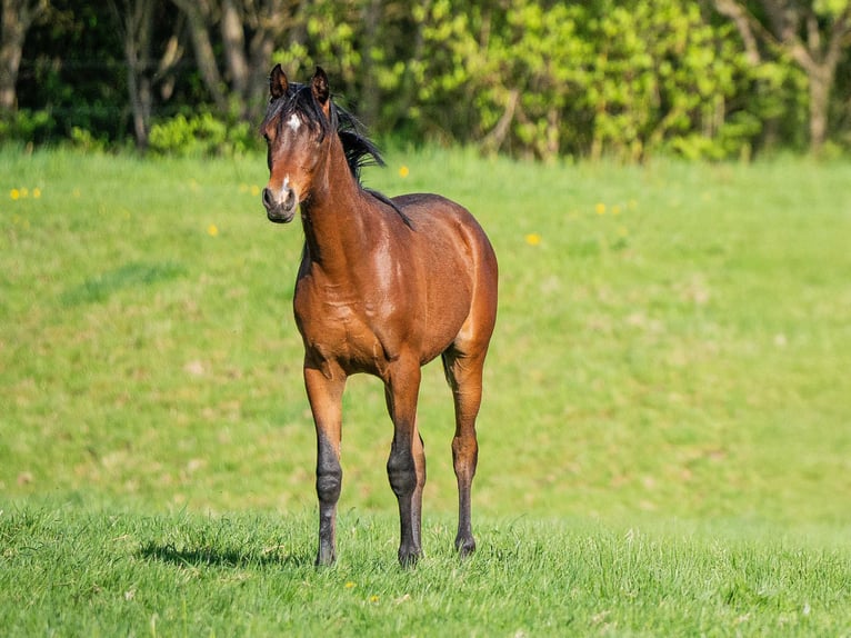 Purosangue arabo Castrone 2 Anni 155 cm Baio in Herzberg am Harz