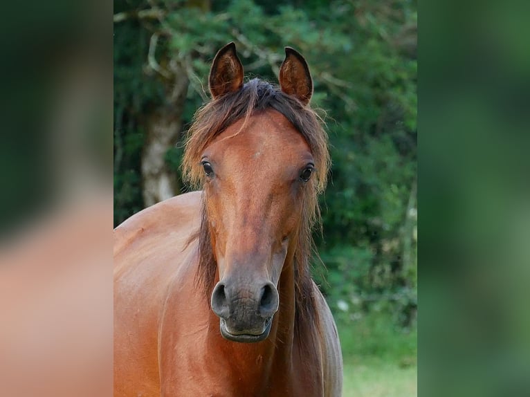 Purosangue arabo Castrone 2 Anni 155 cm Baio ciliegia in Soucirac