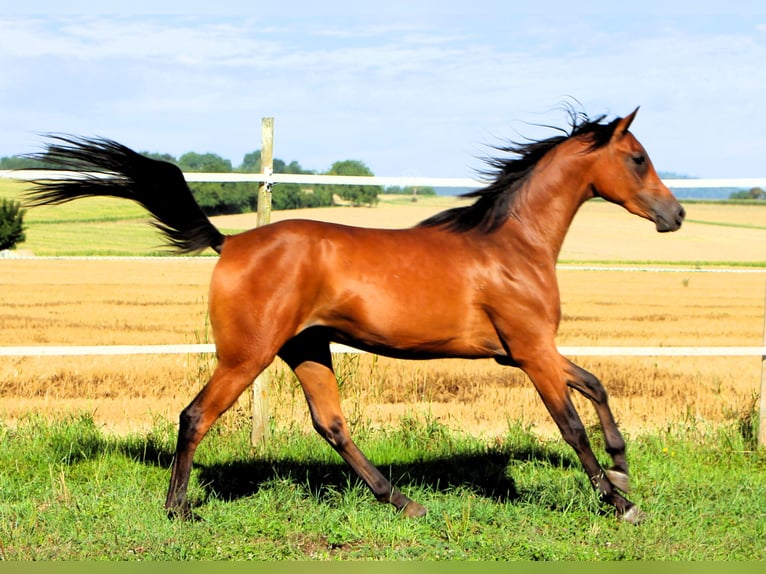 Purosangue arabo Castrone 2 Anni 155 cm Baio in Kehl