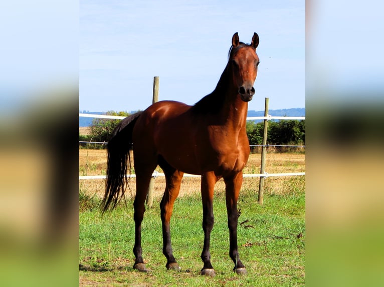 Purosangue arabo Castrone 2 Anni 155 cm Baio in Kehl
