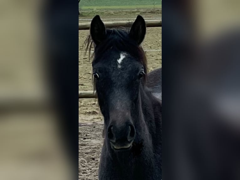 Purosangue arabo Castrone 2 Anni 155 cm Grigio in Dunningen