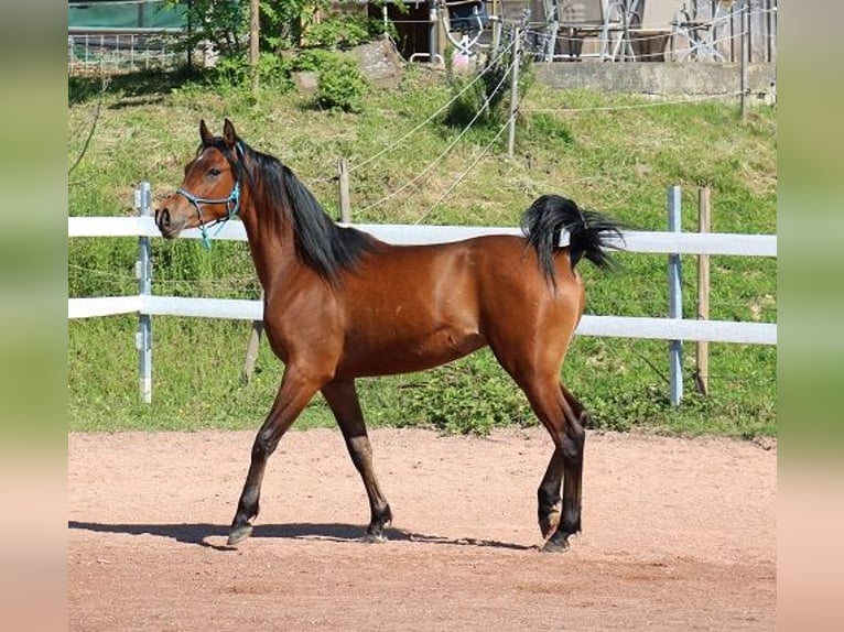 Purosangue arabo Castrone 2 Anni 157 cm Baio in Freiamt
