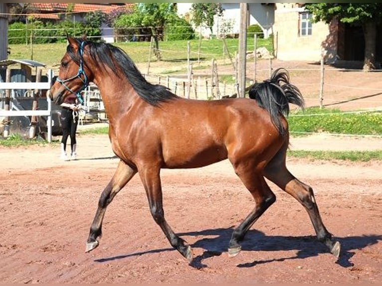 Purosangue arabo Castrone 2 Anni 157 cm Baio in Freiamt