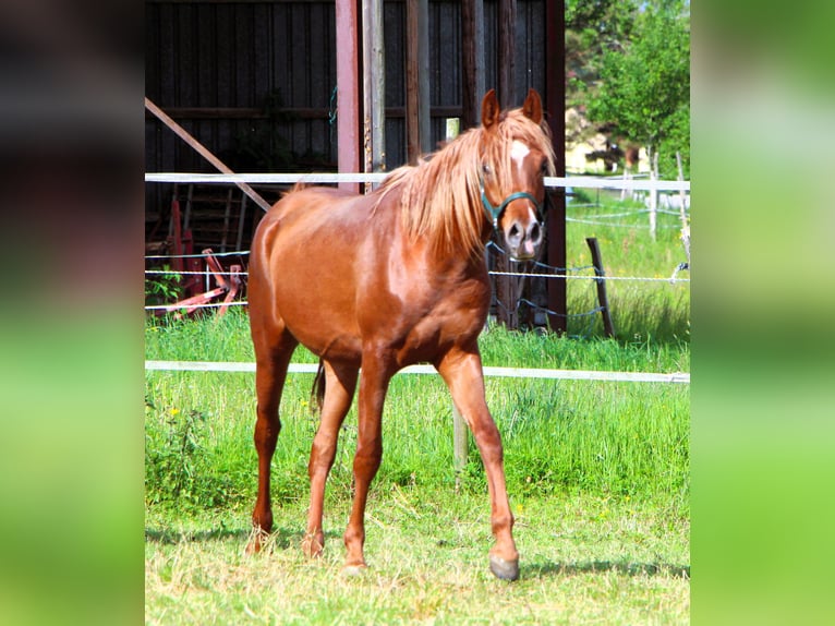 Purosangue arabo Castrone 2 Anni 157 cm Sauro in Kehl