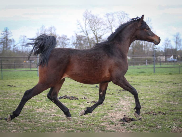Purosangue arabo Castrone 2 Anni 158 cm Baio in Pastetten