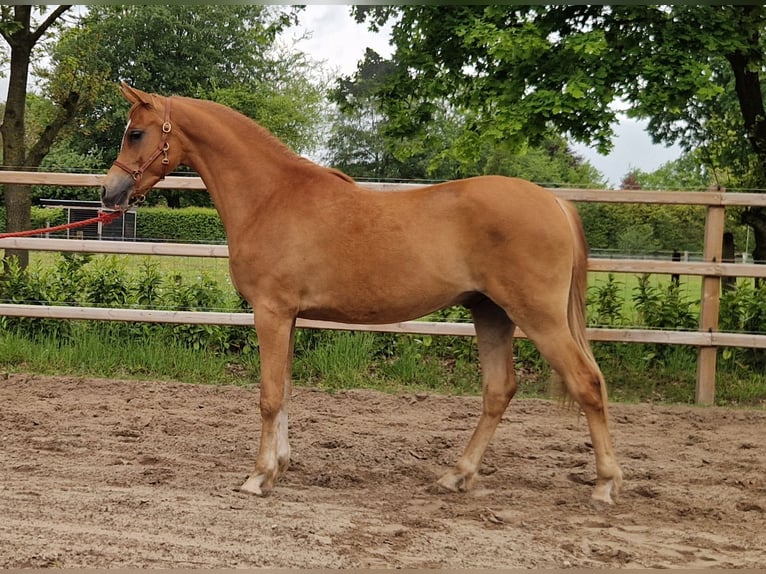 Purosangue arabo Castrone 2 Anni 158 cm Sauro in Kolham