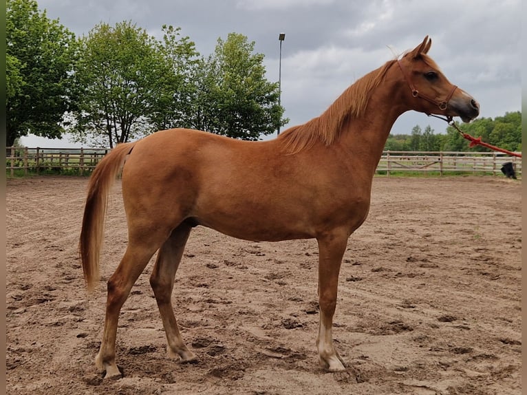Purosangue arabo Castrone 2 Anni 158 cm Sauro in Kolham