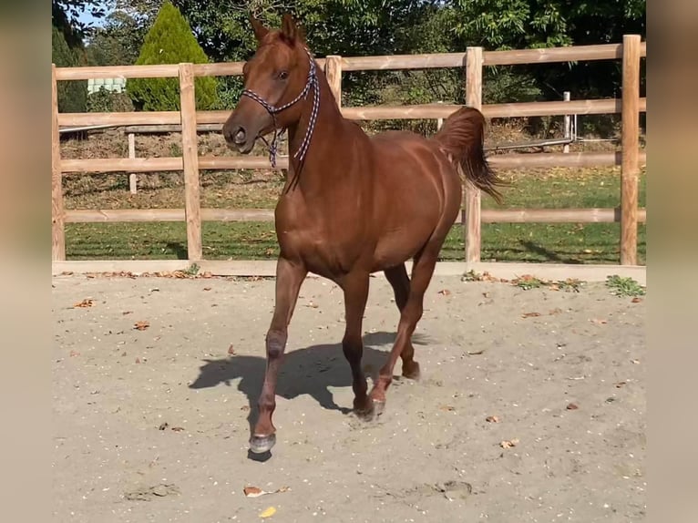 Purosangue arabo Castrone 2 Anni 160 cm Sauro scuro in Laurenan