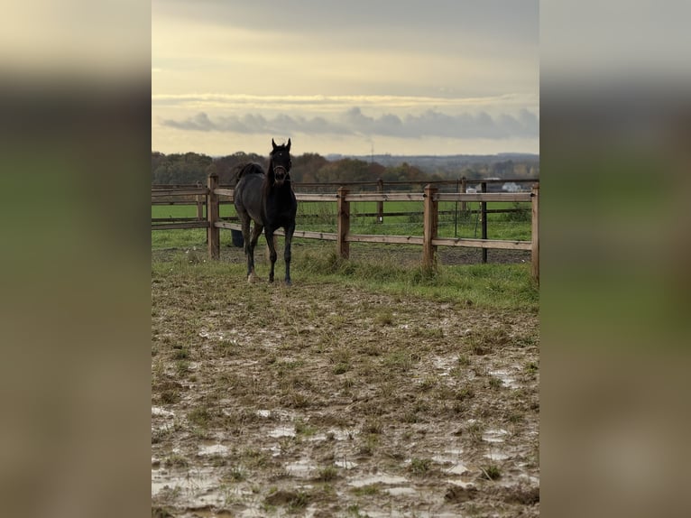 Purosangue arabo Castrone 2 Anni Grigio in Sint-Truiden