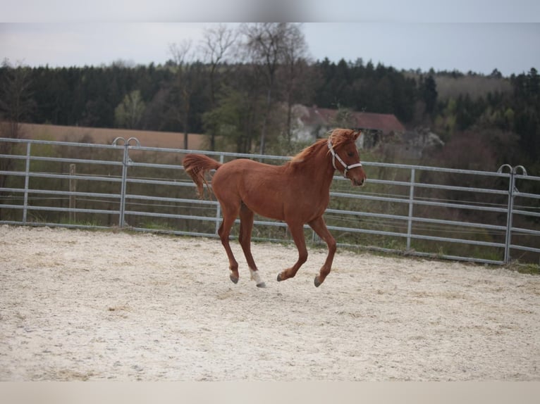 Purosangue arabo Castrone 2 Anni Sauro in Johanniskirchen