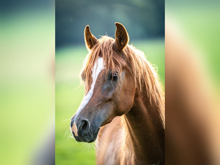 Purosangue arabo Castrone 3 Anni 146 cm Sauro in Herzberg am Harz