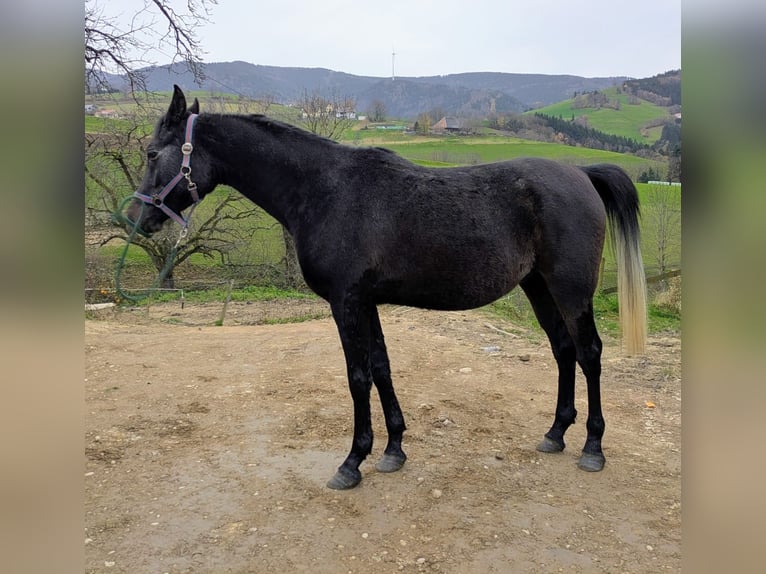Purosangue arabo Castrone 3 Anni 150 cm Grigio in Horben