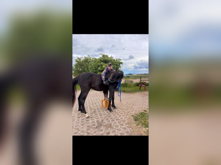 Purosangue arabo Castrone 3 Anni 150 cm Morello in Hallbergmoos