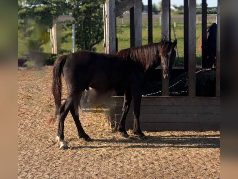 Purosangue arabo Castrone 3 Anni 150 cm Morello in Hallbergmoos