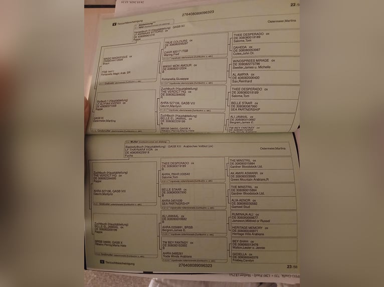 Purosangue arabo Castrone 3 Anni 150 cm Morello in Hallbergmoos