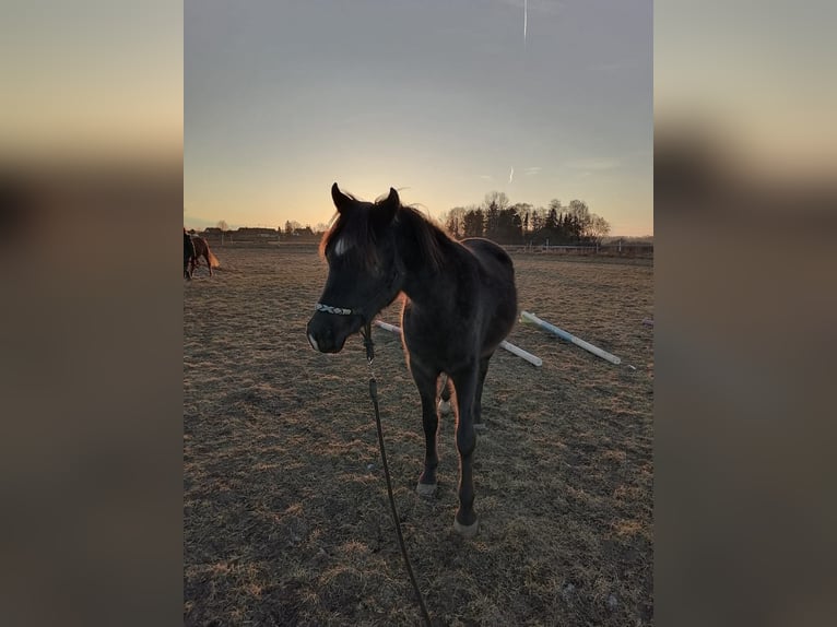 Purosangue arabo Castrone 3 Anni 150 cm Morello in Hallbergmoos