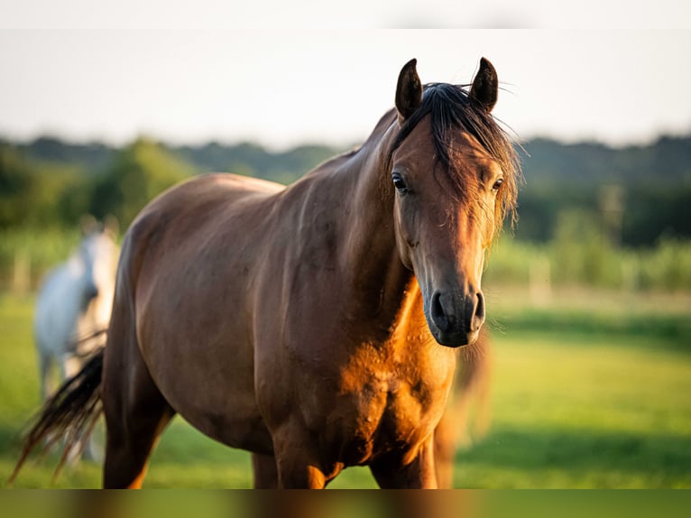Purosangue arabo Castrone 3 Anni 151 cm Baio in Herzberg am Harz