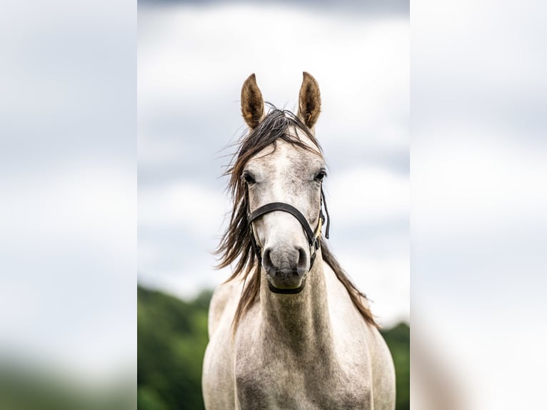 Purosangue arabo Castrone 3 Anni 151 cm Grigio in Herzberg am Harz