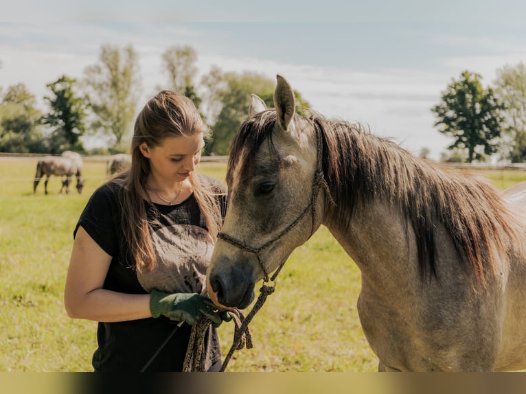 Purosangue arabo Castrone 3 Anni 152 cm Grigio in Meinersen