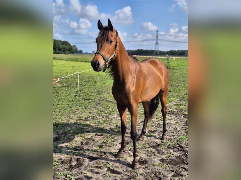 Purosangue arabo Castrone 3 Anni 153 cm Baio in Nieuwlande