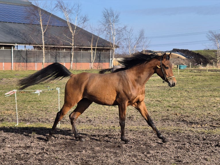 Purosangue arabo Castrone 3 Anni 153 cm Baio in Nieuwlande