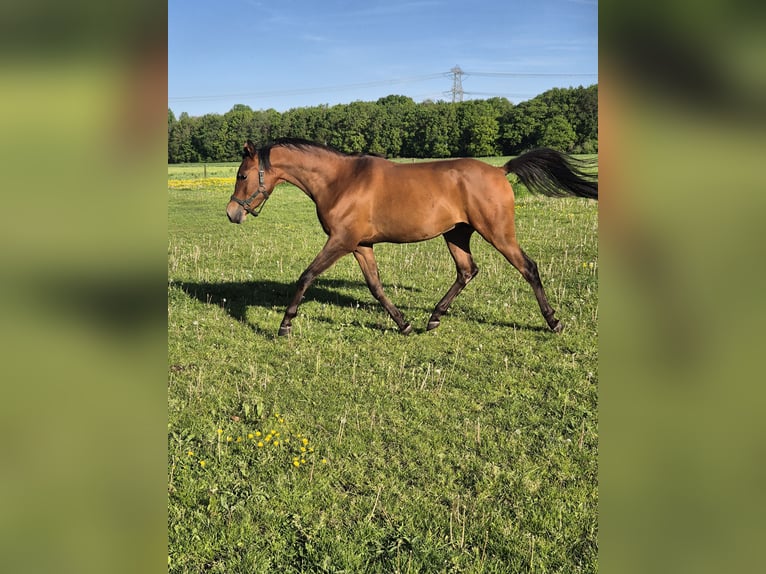 Purosangue arabo Castrone 3 Anni 153 cm Baio in Nieuwlande