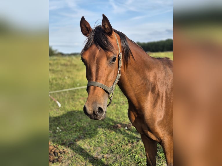 Purosangue arabo Castrone 3 Anni 153 cm Baio in Nieuwlande